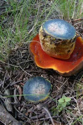 ratsaplatsi valmimisele kaasaaitajate tänamine