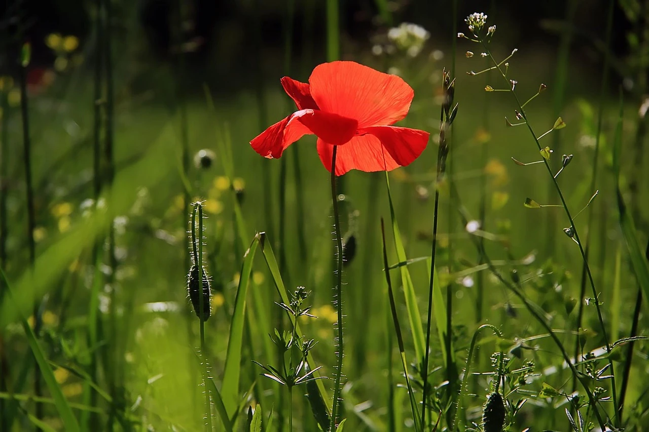 Pierson Flower Field 002